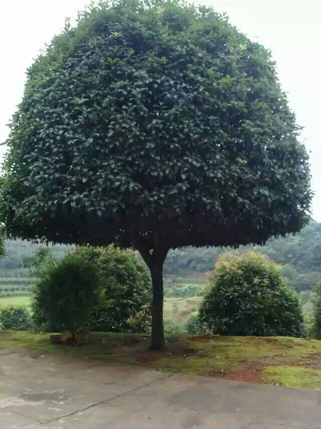 精品桂花