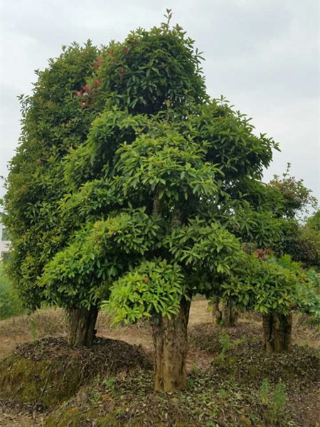 椤木石楠