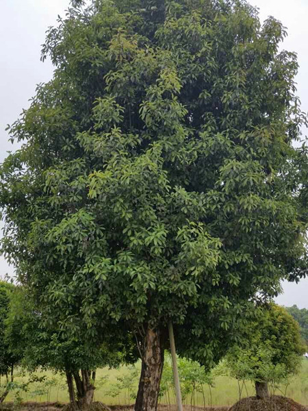 椤木石楠