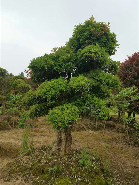 椤木石楠