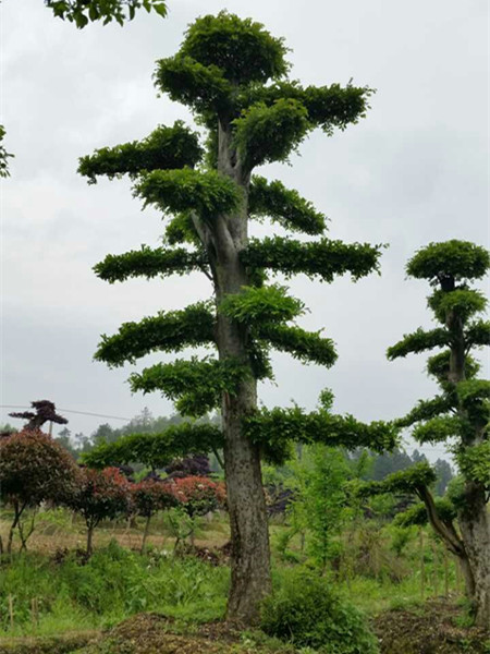 造型榆树