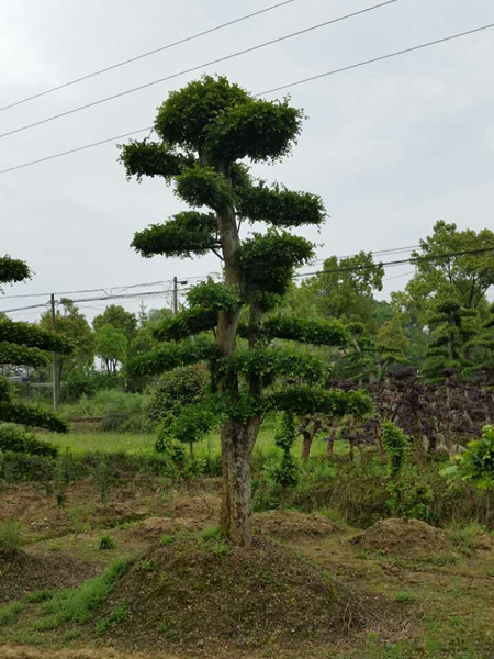 造型榆树