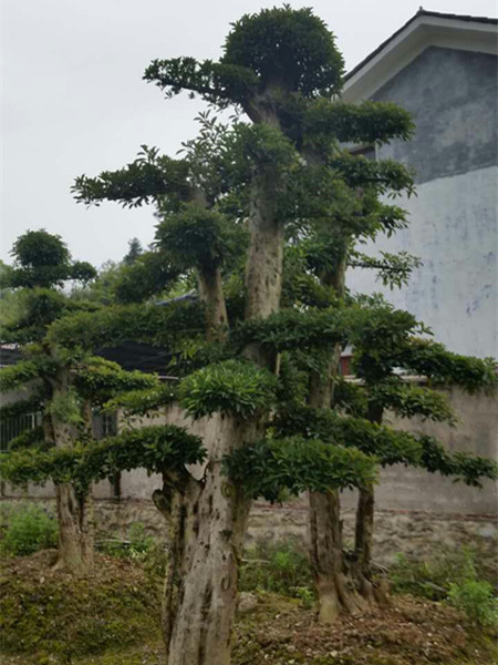 造型榆树