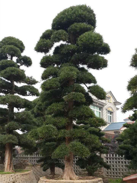 罗汉松病虫害有哪些，罗汉松病虫害怎样防治